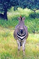 Zebra